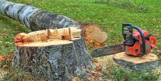 How Our Tree Care Process Works  in  Ajo, AZ