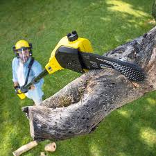 Best Lawn Disease Treatment  in Ajo, AZ
